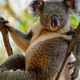 Illustration for article titled Do Ya Think This Koalas Sexy?